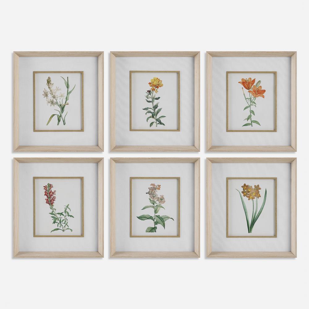 Uttermost Classic Botanicals Framed Prints Set/6